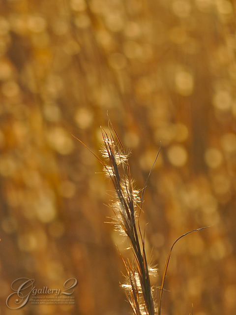 PB243769_E410_150.jpg