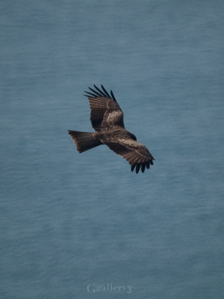 PB280101-1510.jpg