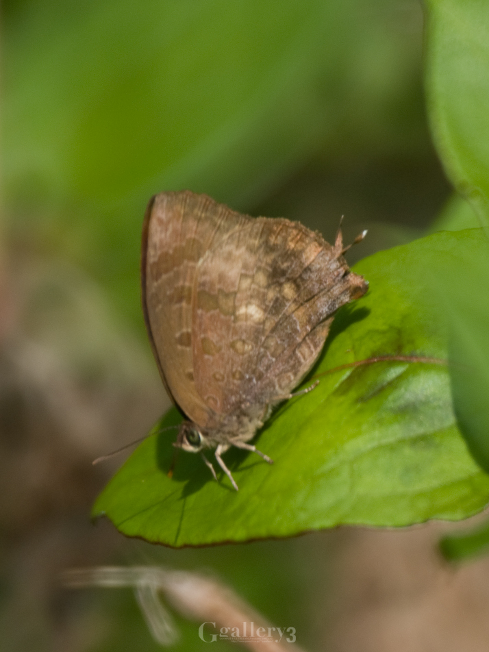 PB280127-1500.jpg