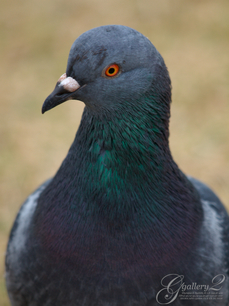 PC225385.jpg