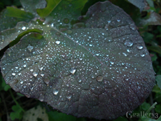 SN3J0014-1m.jpg