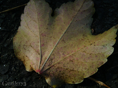 SN3J0023-1m.jpg