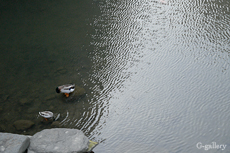 _1010133-10m.jpg