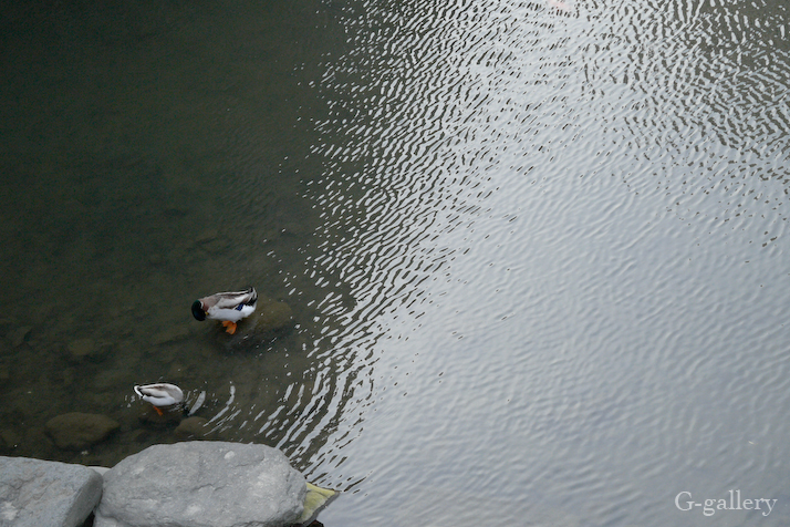 _1010133-L10.jpg
