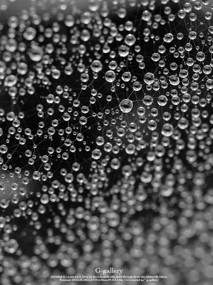_1030215-L10.jpg