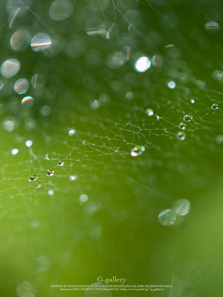 _1030295-L10.jpg