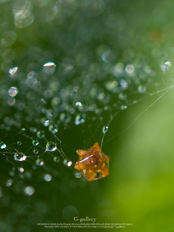 _1030299-L10.jpg