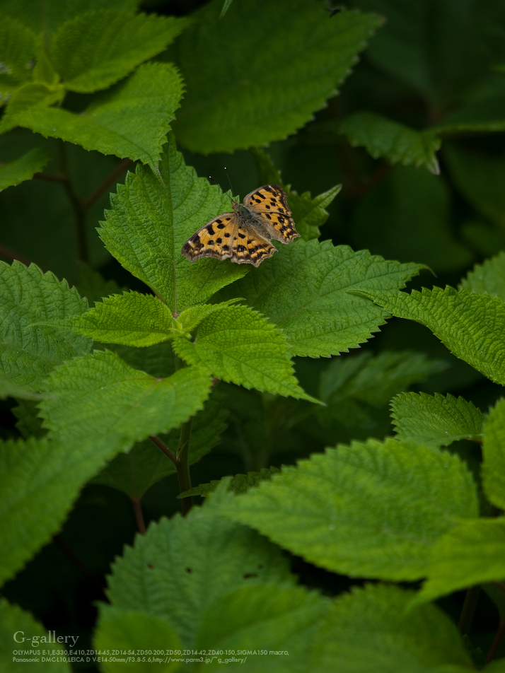 _1030597_L10.jpg
