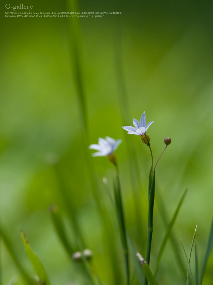 _1030661_L10.jpg