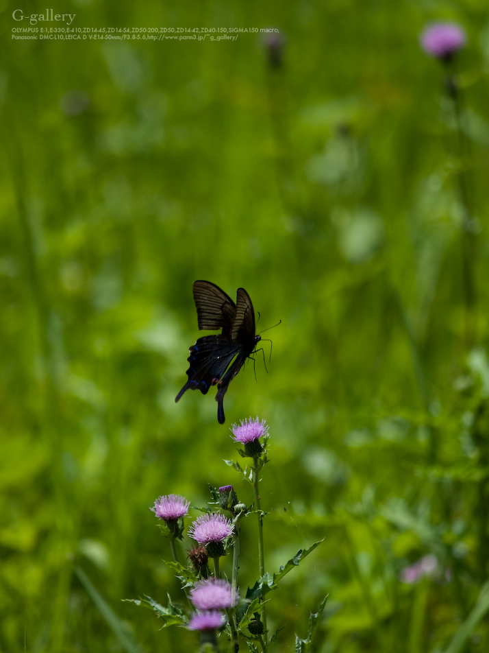 _1030754_L10.jpg