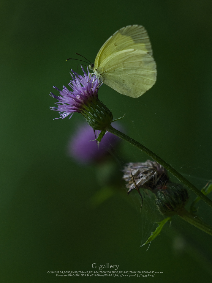_1040249L10_200.jpg