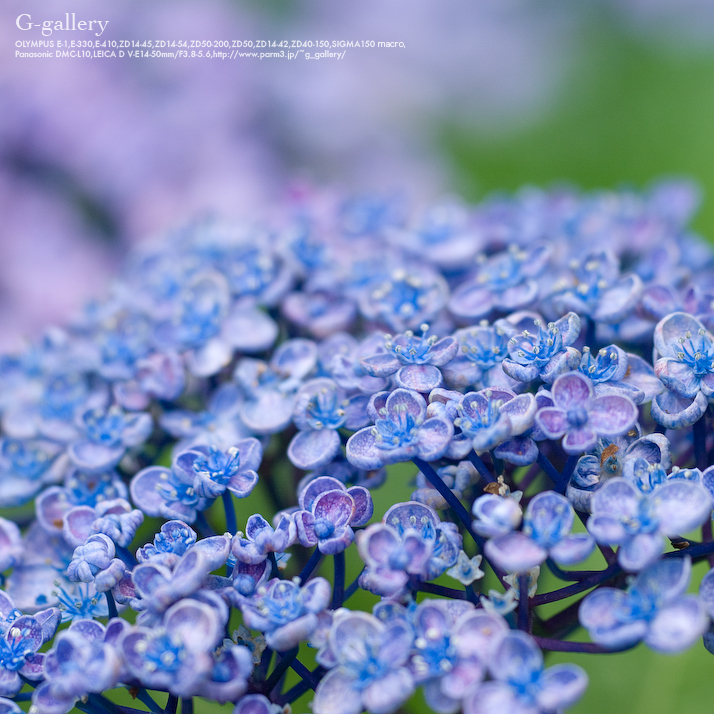 _1040522_L10.jpg