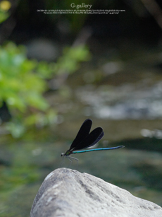 _1050889_L10m.jpg