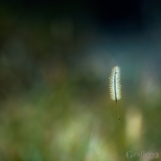 _1102332-62035m.jpg
