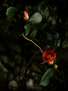 _3078256-620150m.jpg