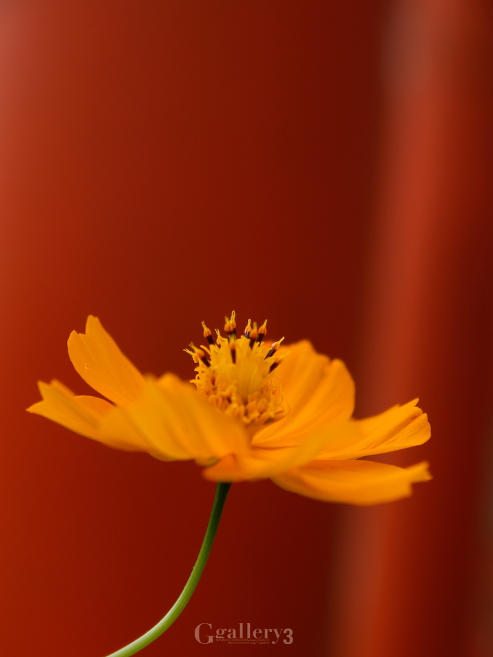 _9239904-5001454.jpg