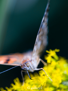 _a144841-1.jpg