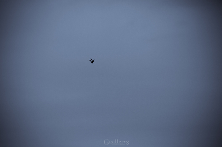 _A291089-2.jpg