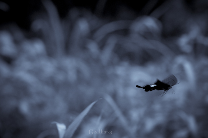 _A291082-1.jpg