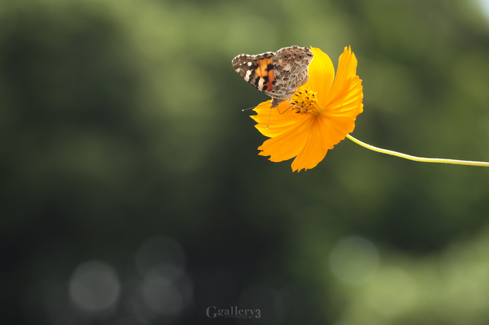 _A261765-2.jpg