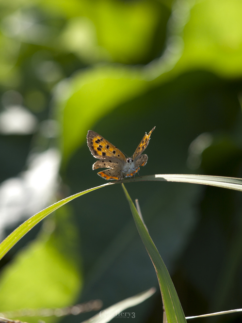 _A143978-E620_50-200.jpg
