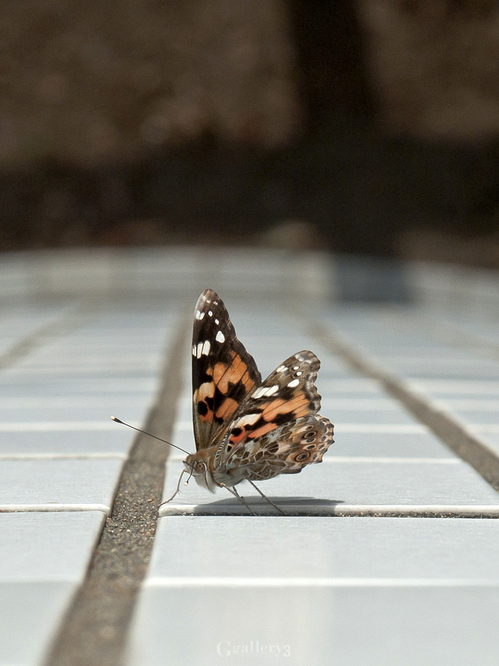 _A310371-E-1.jpg