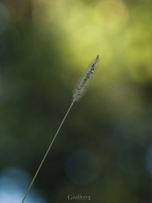 _C040749.jpg