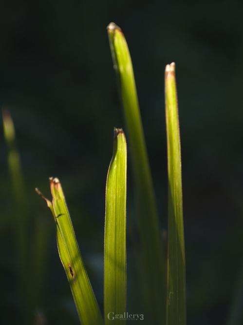 _C040796.jpg