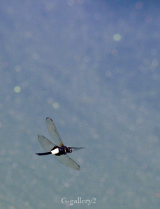 p6100167-LR.jpg