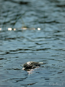p7150581-LR.jpg