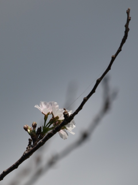 pa272172.jpg